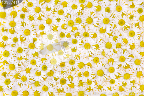 Image of Group of Chamomile flower heads – background