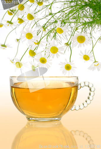 Image of Cup of chamomile tea with fresh chamomilla flowers over colored background