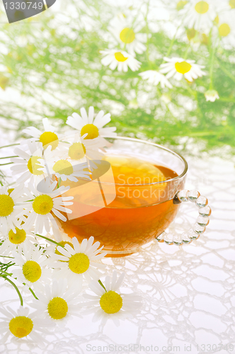 Image of Cup of chamomile tea over white background