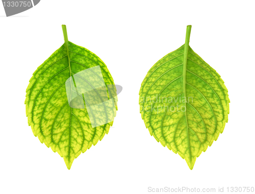 Image of Iron deficiency of Hydrangea macrophylla leaf - chlorosis