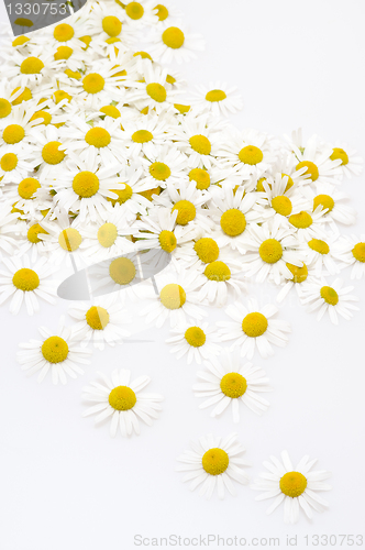 Image of Group of Chamomile flower heads isolated on white background