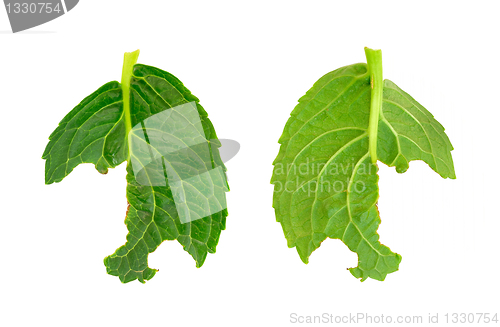 Image of Slug damage of Hydrangea macrophylla leaf