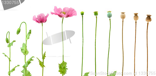 Image of Evolution of Opium poppy isolated on white background
