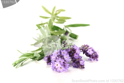 Image of Lavender flowers