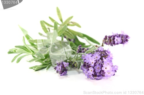 Image of Lavender flowers