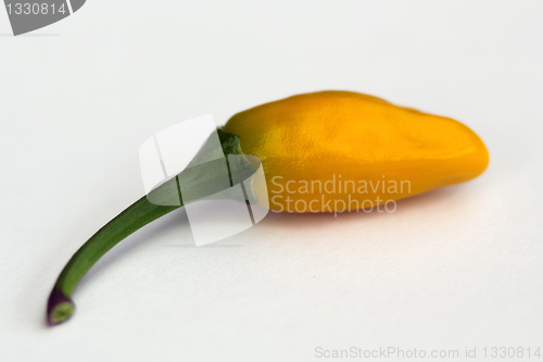Image of Short yellow tabasco