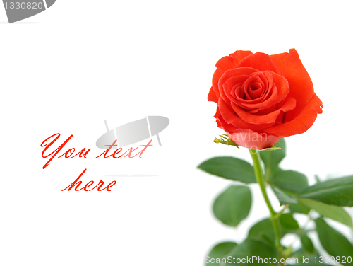 Image of Red rose with space for text