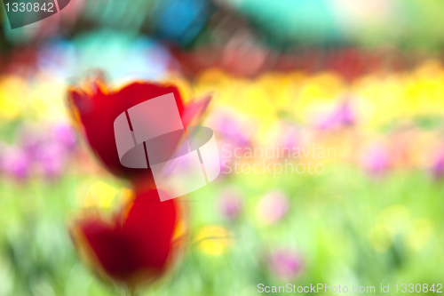 Image of red tulip, abstraction