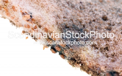 Image of Mold on bread