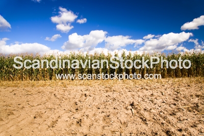 Image of Corn cleaning