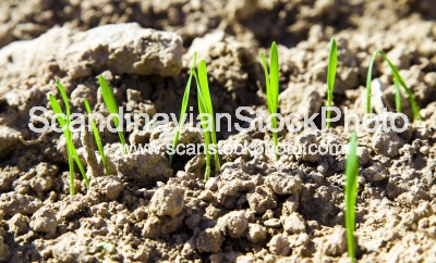 Image of New sprout of wheat