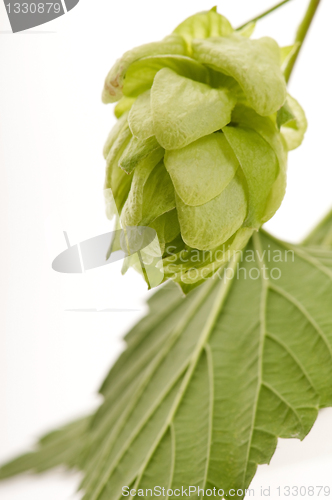 Image of Hop cone and leaves on white background 