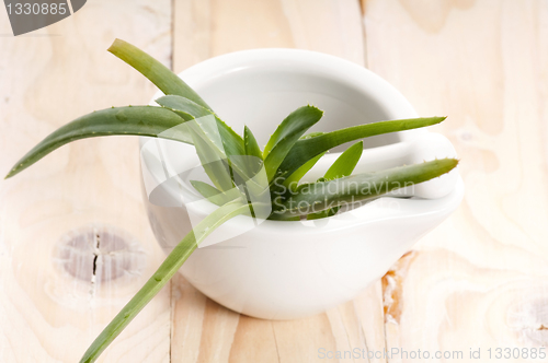 Image of Aloe vera - herbal medicine 