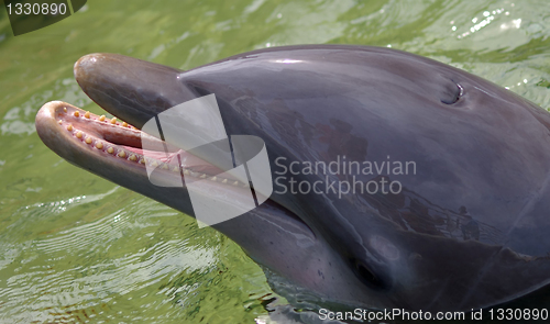 Image of The happy face of the dolphin, waiting for food