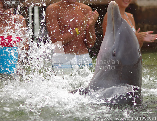 Image of Dolphin clapping its fins in the water