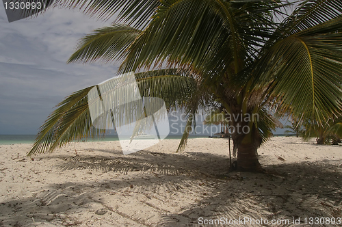 Image of Palm on white beach, close to Havana, Cuba