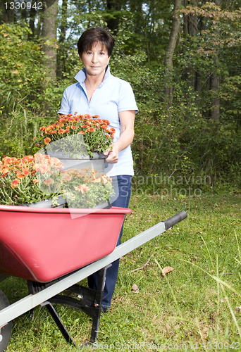 Image of female middle age senior gardener  planting chrysanthemum flower