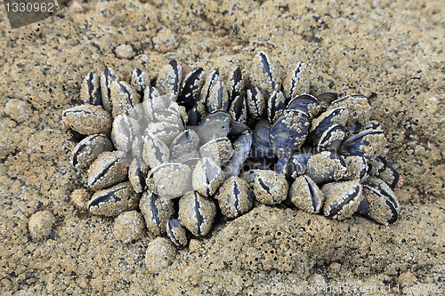 Image of Fossilized shells