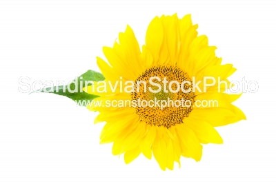 Image of Sunflower