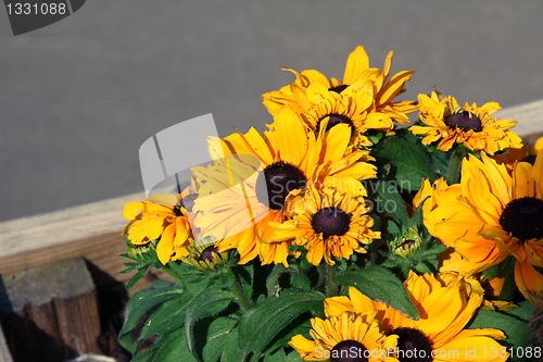 Image of blackeyed susie plant