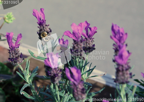 Image of bee feeding on lavener