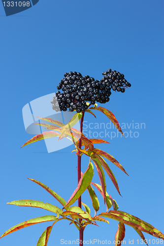 Image of Herbaceous elder berries