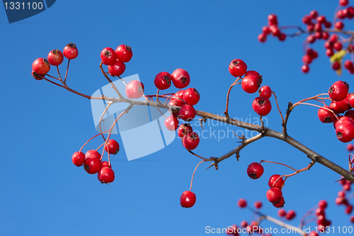 Image of Hawthorn branch with berries