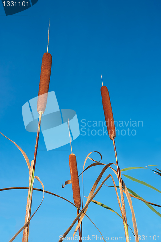 Image of Bulrush against blue sky