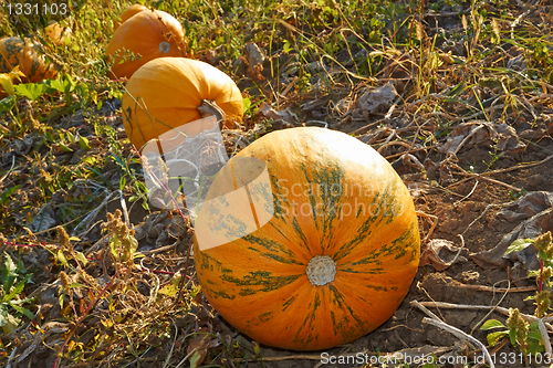 Image of Pumpkins in the garden