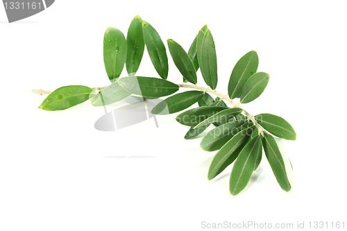 Image of Olive branch