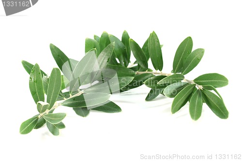 Image of Olive branch
