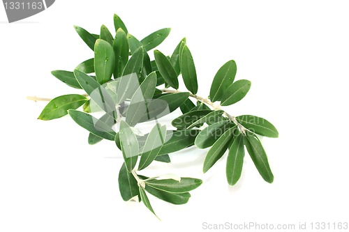 Image of Olive branch