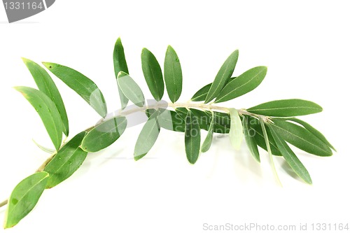 Image of Olive branch