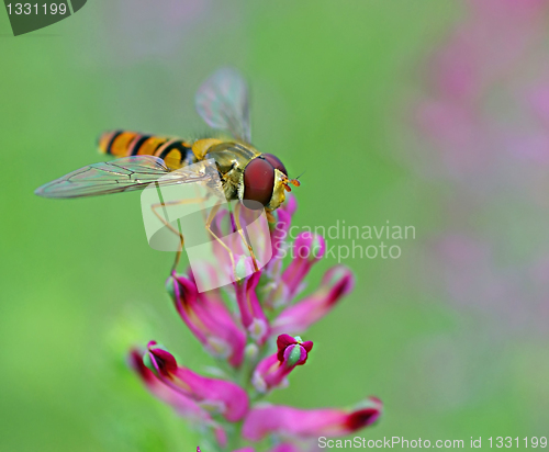 Image of Hoverfly positioned on flower for finding food