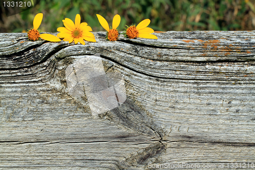 Image of Sunflowers that spell love on top of wood