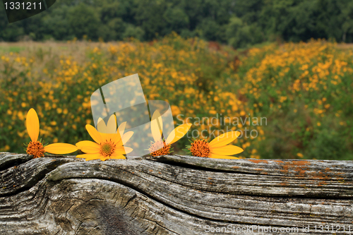 Image of Sunflowers spell love on wood