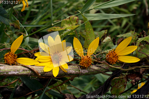 Image of petals love vine