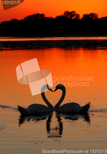 Image of swans heart sunset