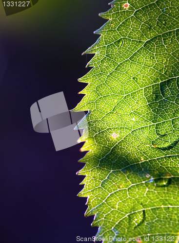 Image of Green Leaf