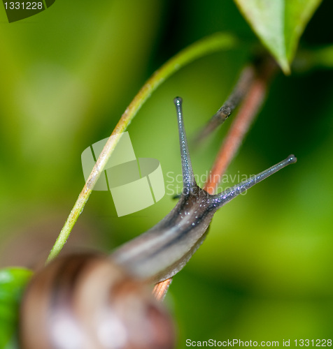 Image of Snail