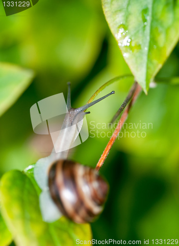 Image of Snail
