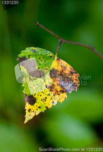 Image of Autumn leaf
