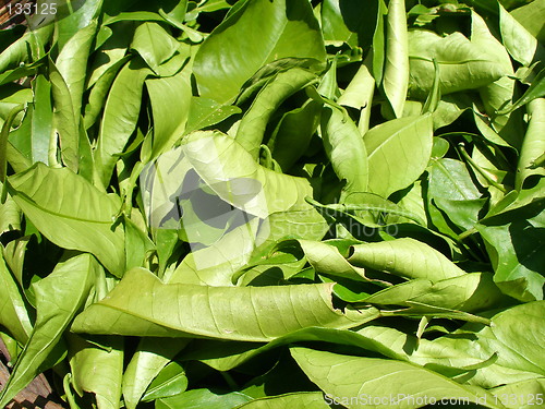 Image of herb tea