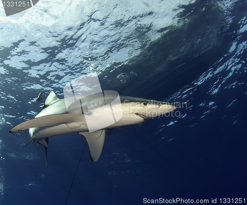 Image of Blue shark 