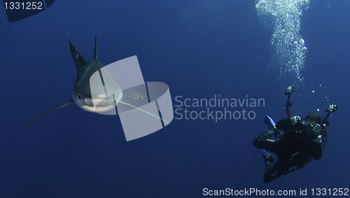 Image of Blue shark incoming