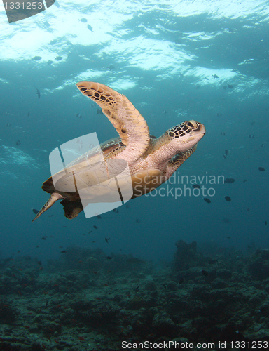 Image of Green turtle