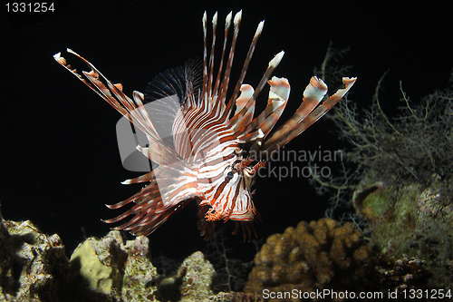 Image of Lionfish at night