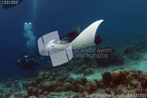 Image of Manta and photographer