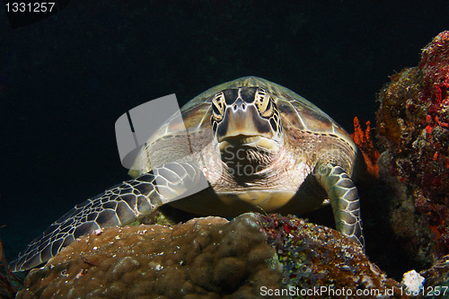 Image of Green turtle stare