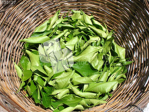 Image of herb tea